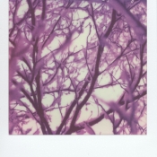 Snowy trees
