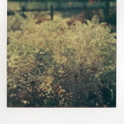 Dusty Miller