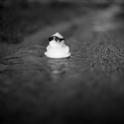 Duck in the street