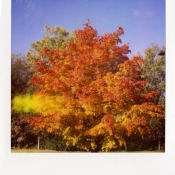 Fall trees 1