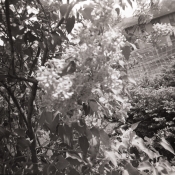 Lilacs 2