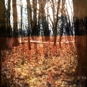 Memory of trees #2