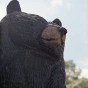 Como park bear