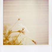 sx-70_779_film004