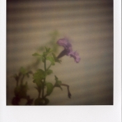 sx-70_779_film005