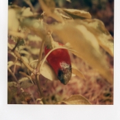 Pepper