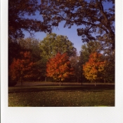 Fall trees 2