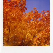 Fall trees 3