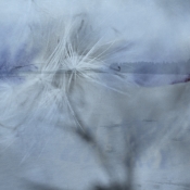 Dandelion fuzz
